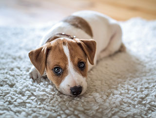 dog on carpet dog on carpet