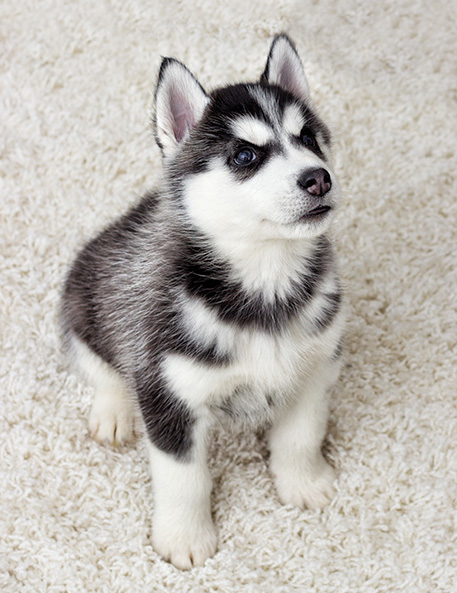 Husky on carpet Husky on carpet